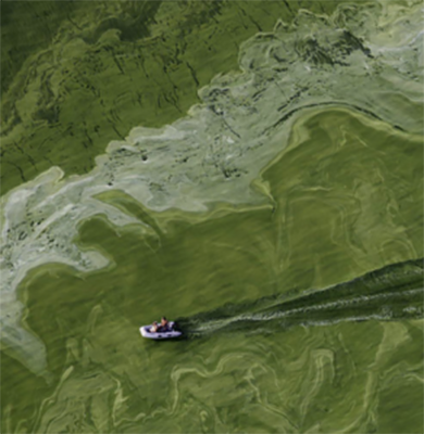 aerial photo of river delta green with algae bloom