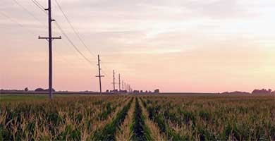 photo of a field of corn