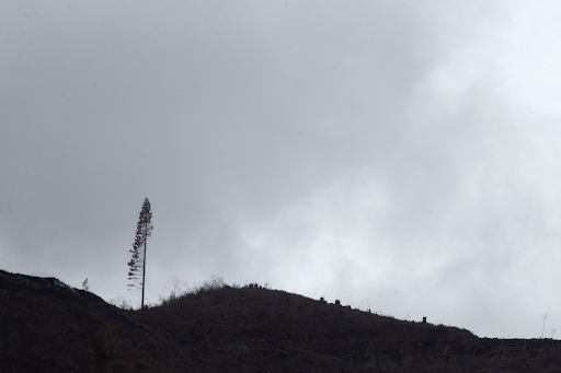 A tree left for wildlife after industrial clearcutting in Oregon's Coast Range. Credit: Beth Nakamura, The Oregonian 