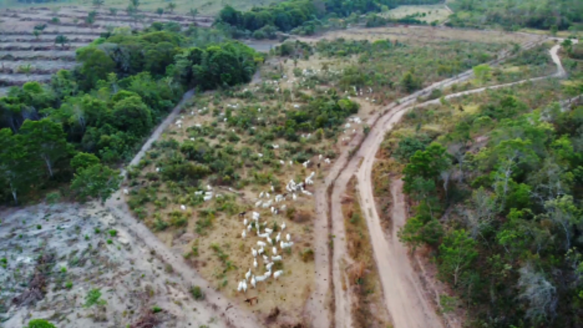 Drone imagery reveals a deforested area on the banks of the Buriticupu River in front of a cattle farm along the borders of the Arariboia Territory. Image courtesy of the Ka’aiwar Indigenous Association of Forest Guardians of the Arariboia Indigenous Territory. Drone imagery reveals a deforested area on the banks of the Buriticupu River in front of a cattle farm along the borders of the Arariboia Territory. Image courtesy of the Ka’aiwar Indigenous Association of Forest Guardians of the Arariboia Indigenous Territory.