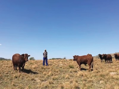 Chiti Makwetu on his farm in South Africa’s Eastern Cape province. (Jon Allsop/The Nation) Cows in field