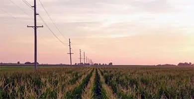 photo of a field of corn