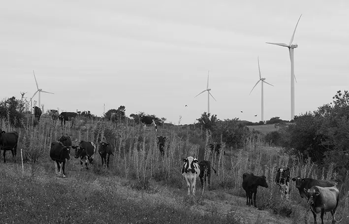 Uruguay may soon become the first country in South America to export certified carbon-neutral beef. (Photo: Alessandro Cinque for The New York Times)