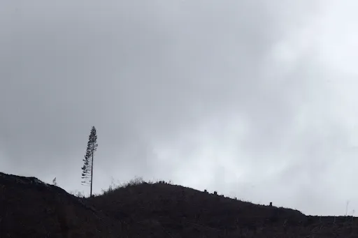 A tree left for wildlife after industrial clearcutting in Oregon's Coast Range. Credit: Beth Nakamura, The Oregonian 