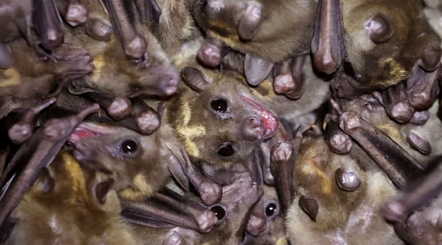 NATURAL RESERVOIR: Egyptian rousettes, here at an Israeli lab, are a common African fruit bat, the only species known to transmit Marburg virus. REUTERS/Amir Cohen