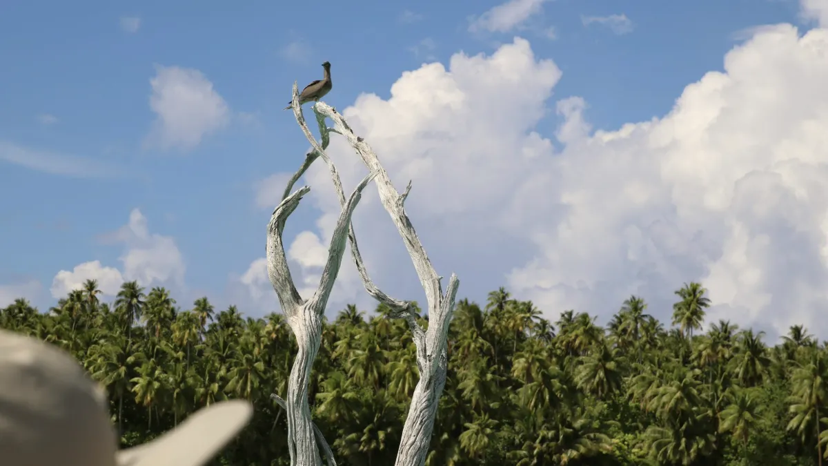 A seabird rests on driftwood near coconut palms in French Polynesia. Ryan Green ’25 M.S., captured the scene while reporting for Honolulu Civil Beat on how coconut farming affects atoll ecosystems.